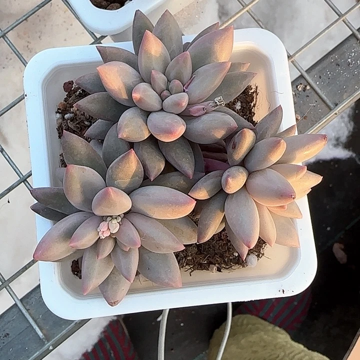 青蛙王子儿童牙膏111