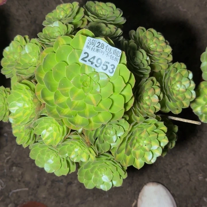 24953南抹茶不包断枝