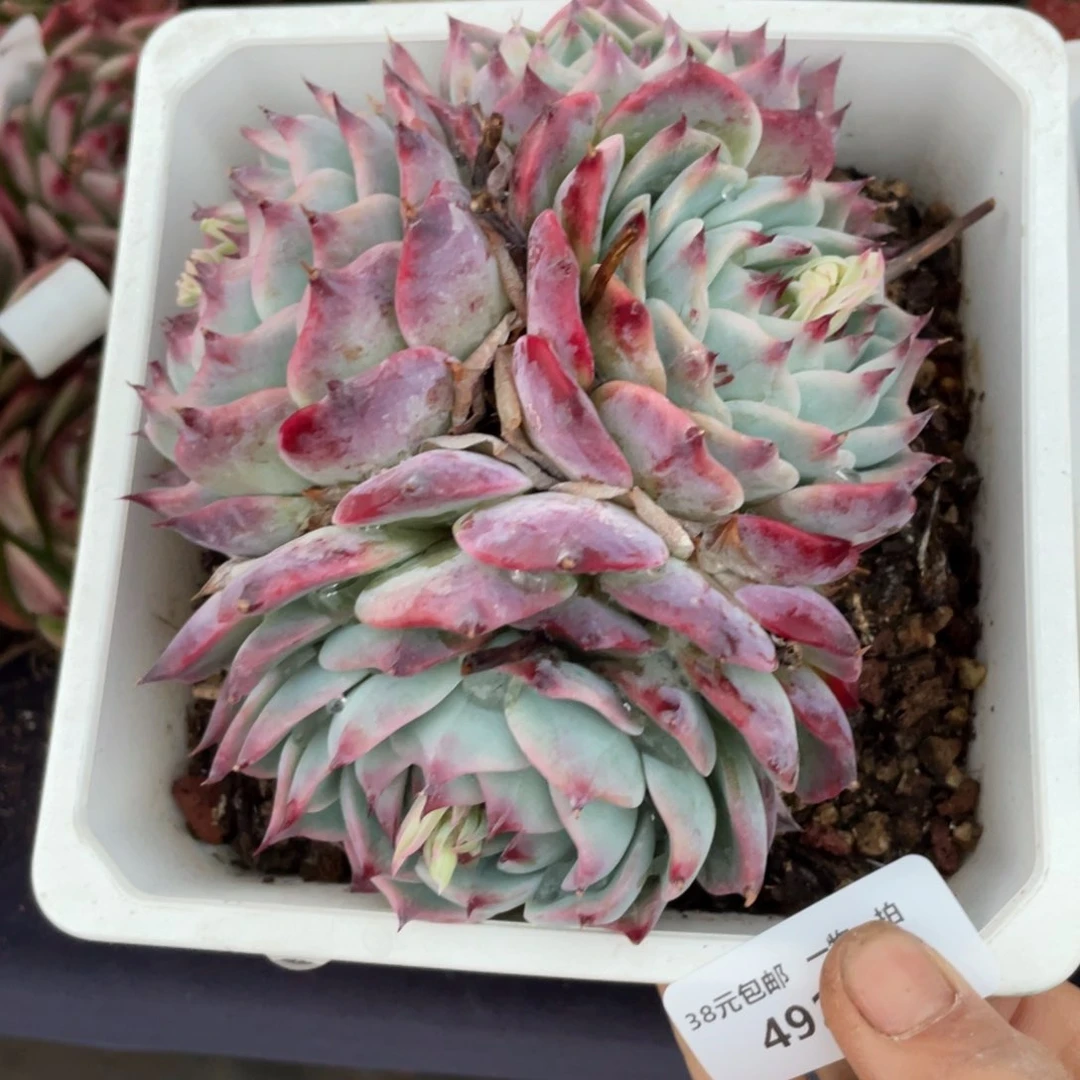 时***美492惊鸿仙子返祖群生多肉