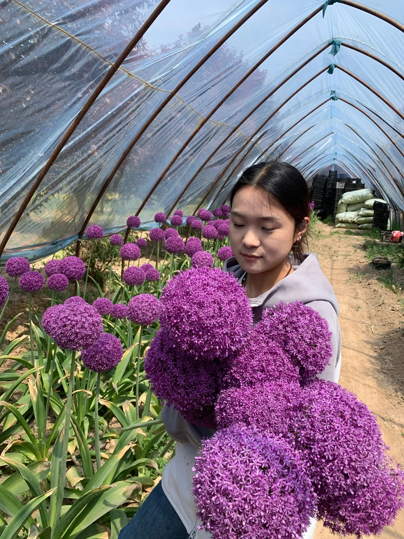 大花葱 荷兰进口种球一代球多年生易繁殖