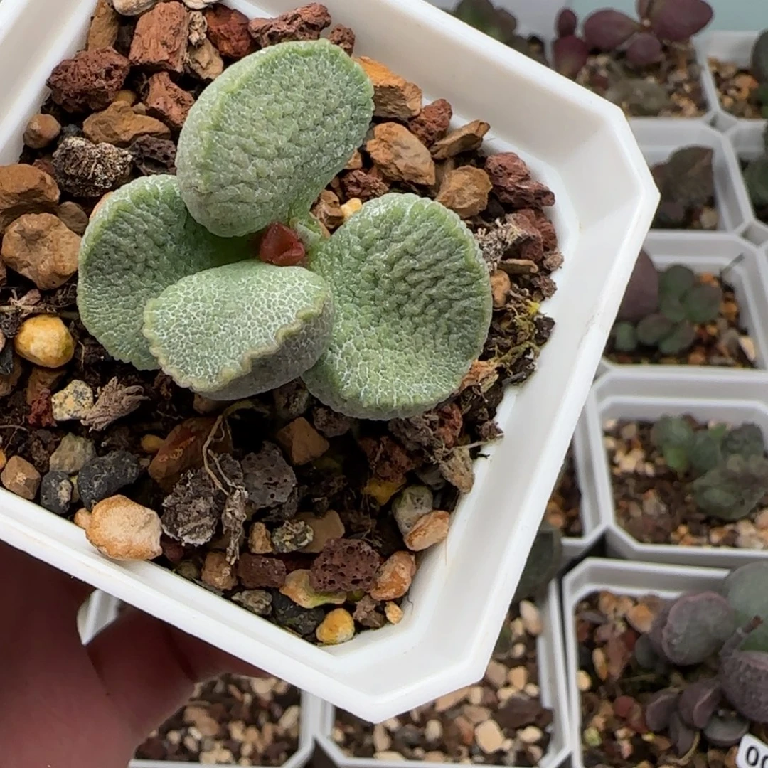 龙鳞磨砂蛋多肉植物