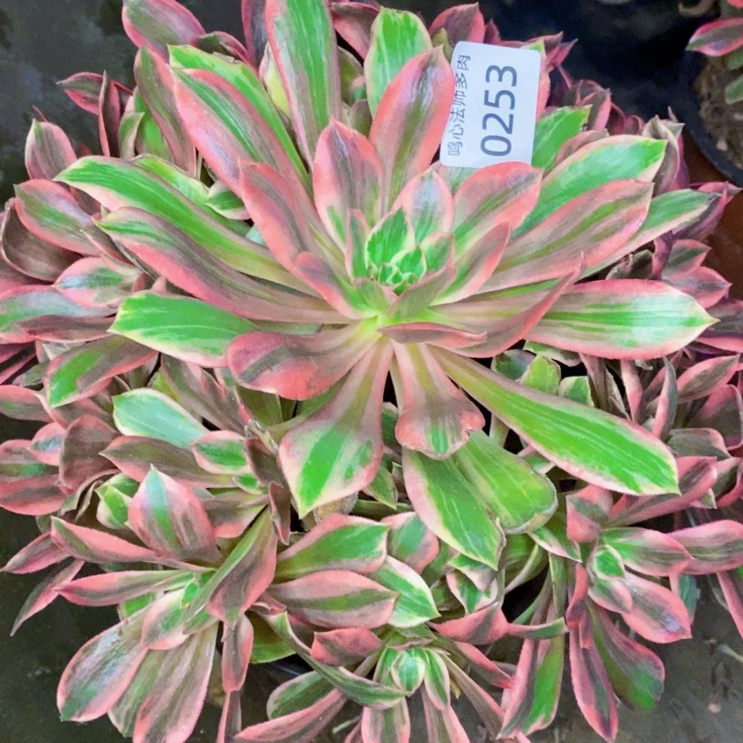 心*0253浣纱多肉植物