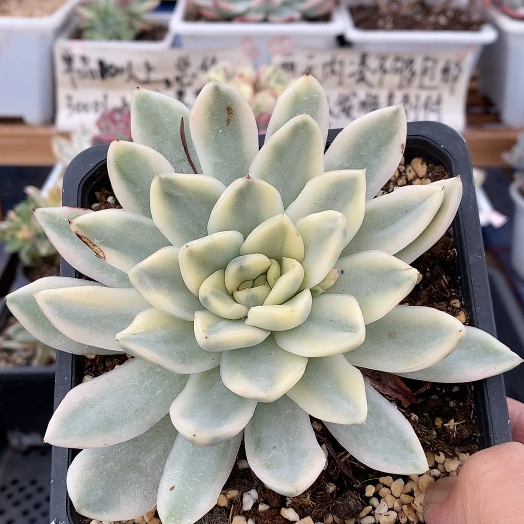 20307 大雪鸢覆轮锦