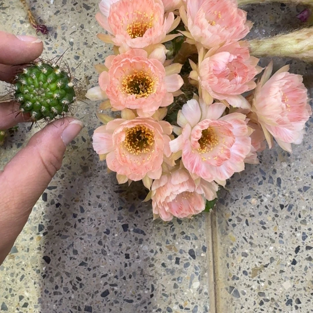 245丽花老丽83歪无根侧牙3公分左右，20包邮