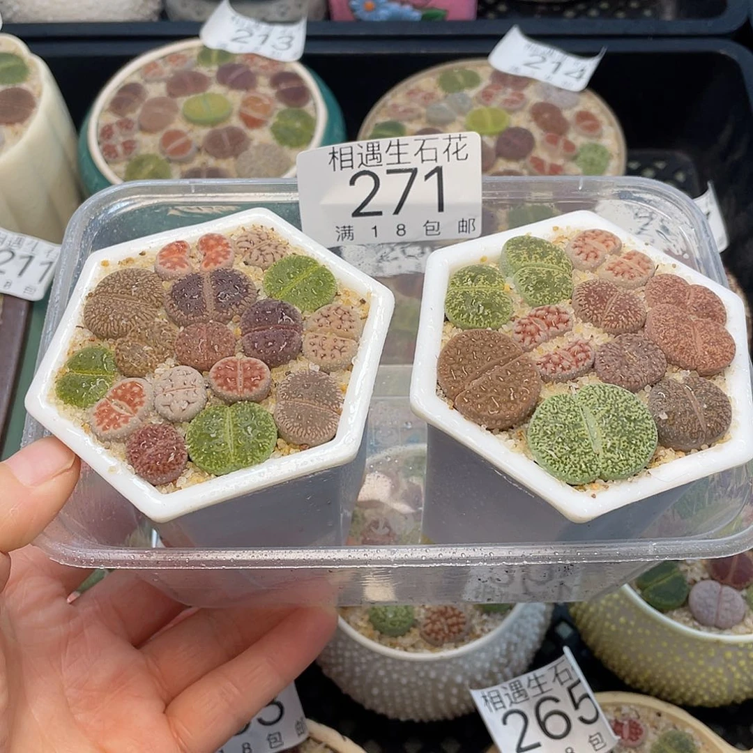 相遇开播福利271