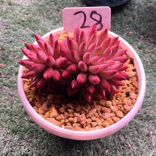 虞美人28号码牌子的话说