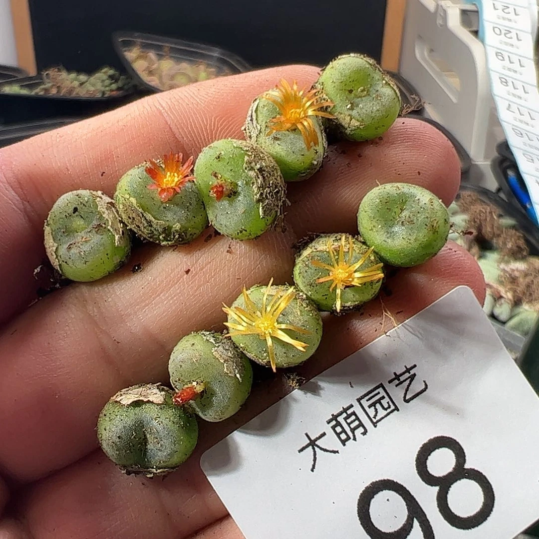 一物一拍。        。  98