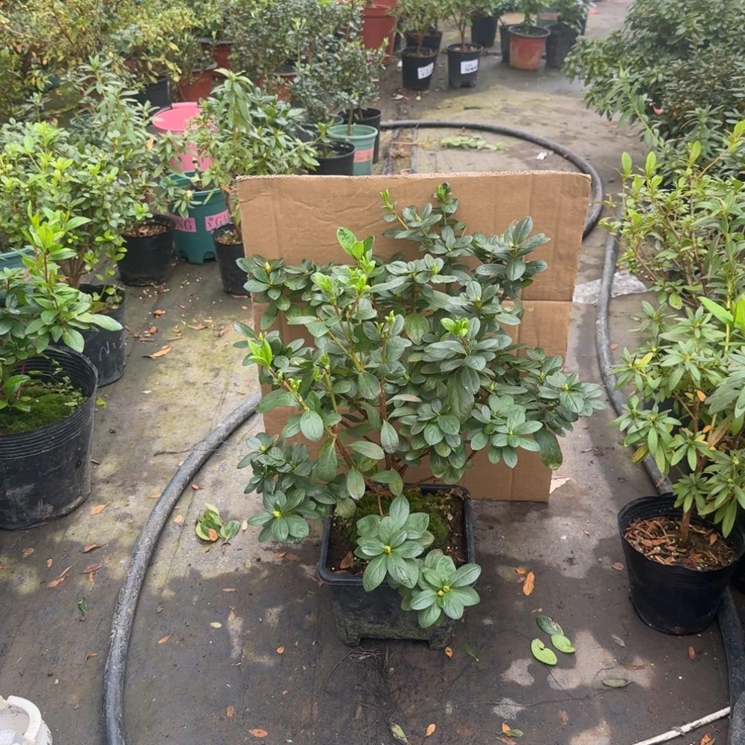 北***艺完全开放非碧珠砂杜鹃花