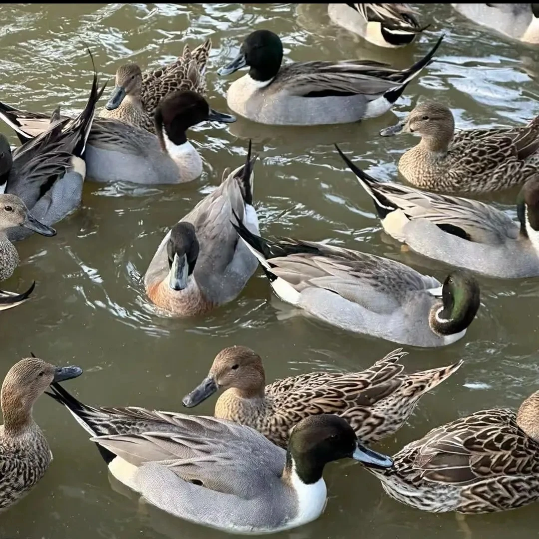 纯放养长颈小飞鸭整只新鲜现杀生鲜鸭肉
