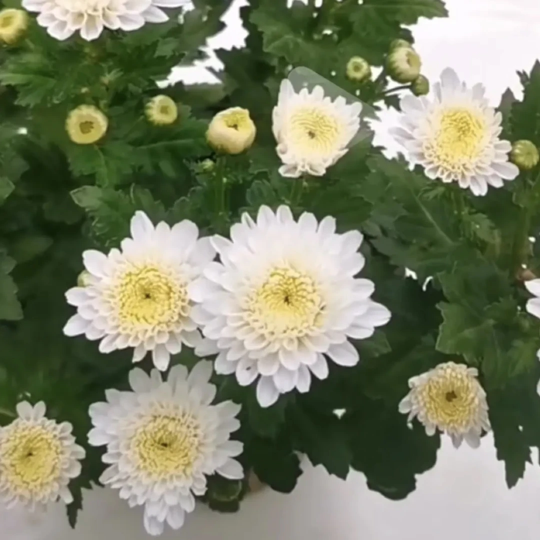 【白雪莲】超大菊花盆栽大花多年生耐寒好养绿植花卉带花苞发货