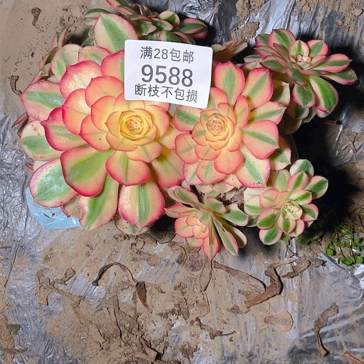 9588倾城两颗多肉植物