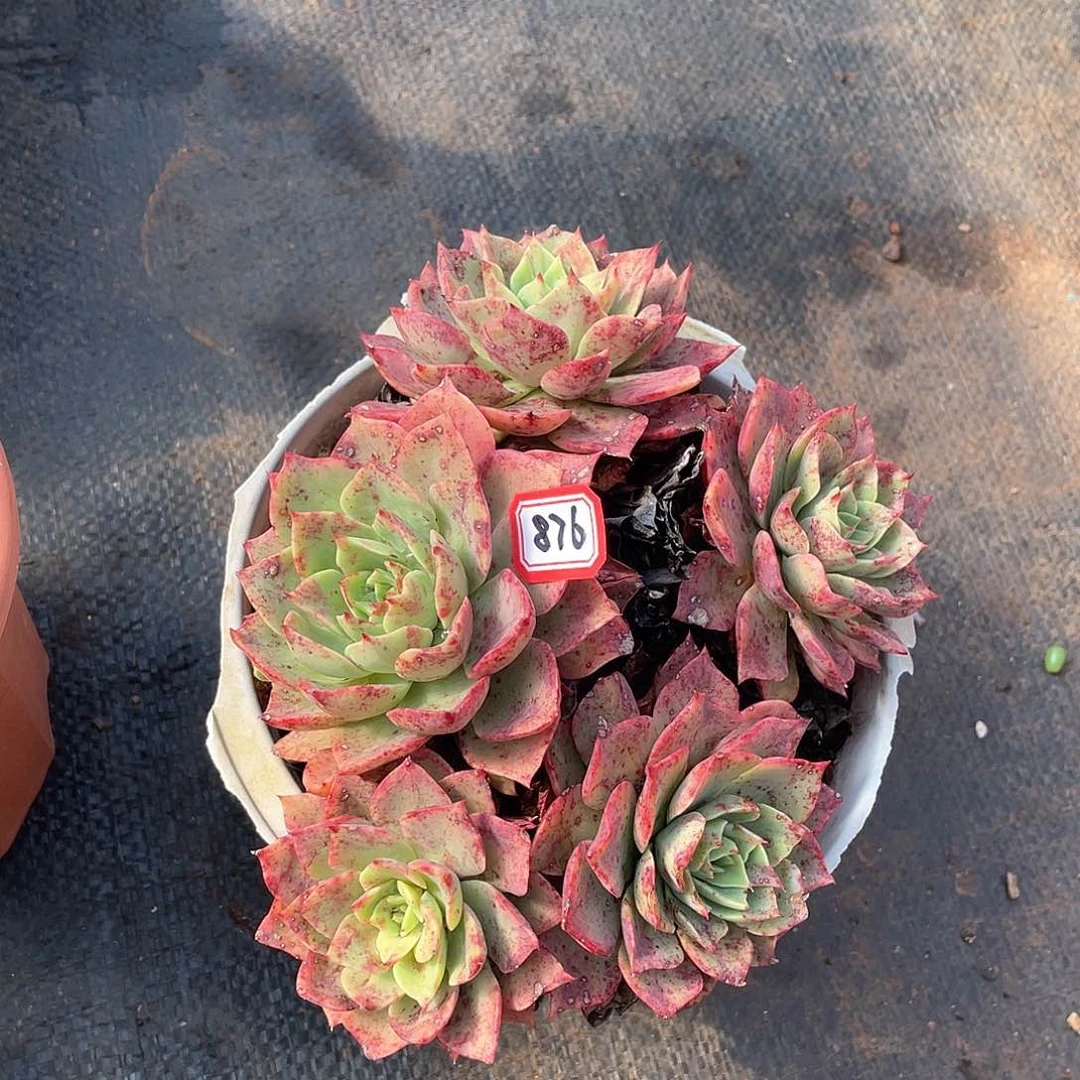 876贝拉一物一拍多肉