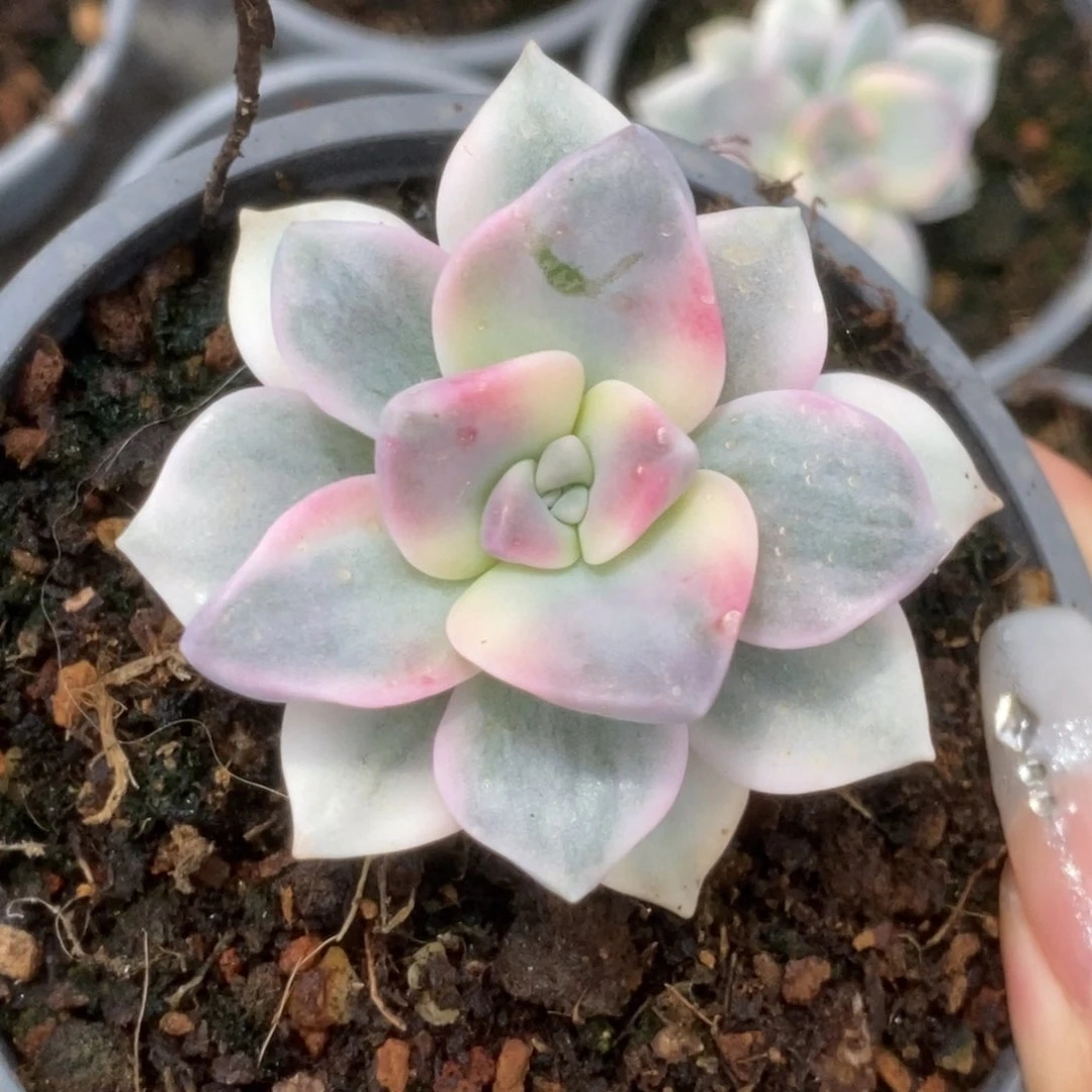 紫乐锦锦锦锦锦锦锦锦