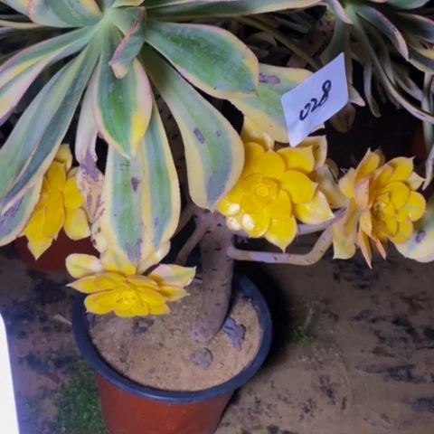 青*灿烂会黑斑氧化反应多肉28多肉