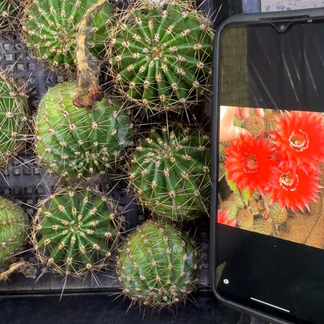 11彩草80歪4公分左右无根侧牙，20包邮