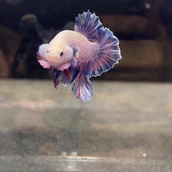 斗鱼36号清货将军星黛露