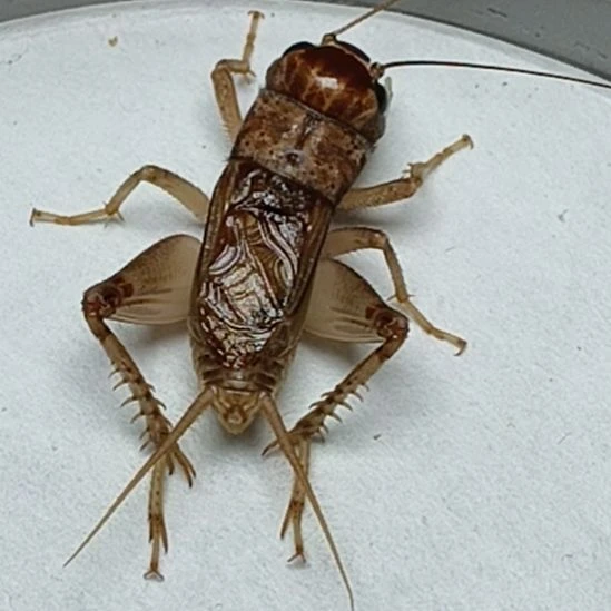 梦幻蟋蟀冬版大量上市