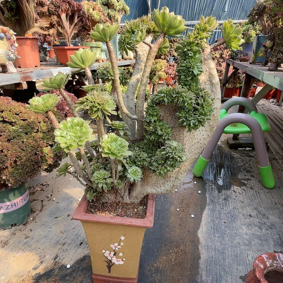 【闪购商品】全部花朵花*原始绿