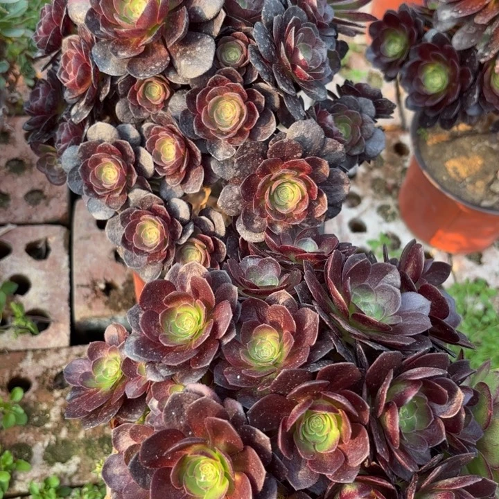 两颗有砍母本多肉断枝不包21