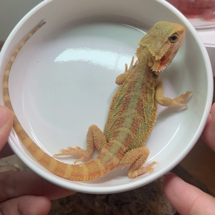 鬃狮蜥柑橘果冻弟弟