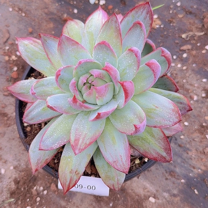 妈***念09-00惊鸿