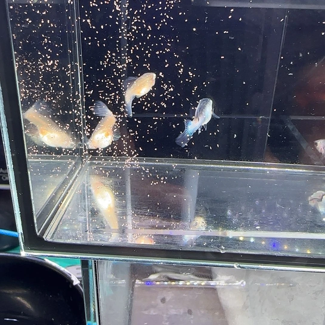 孔雀鱼大耳熊猫两对！！