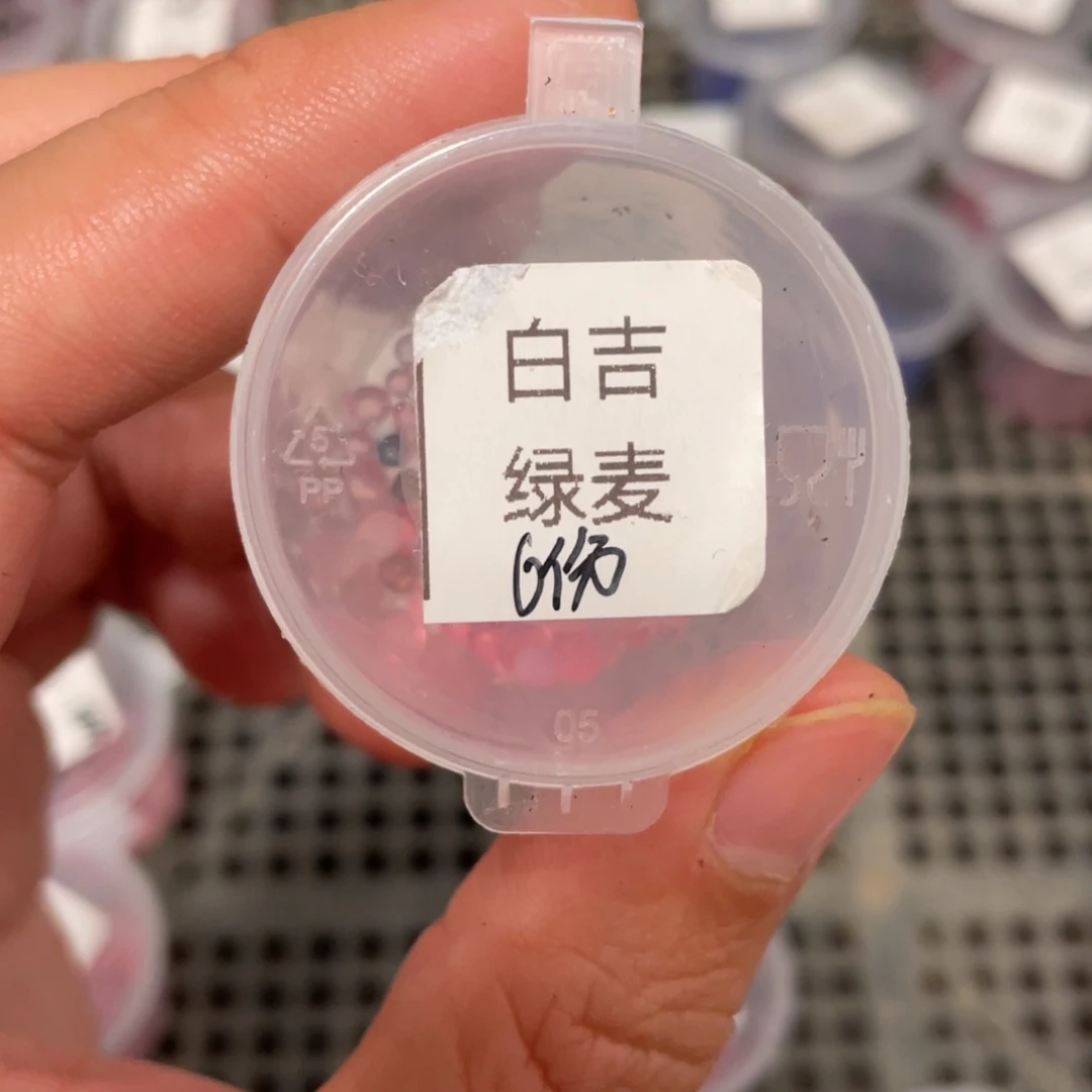 白吉✖️绿麦秆20粒，推荐