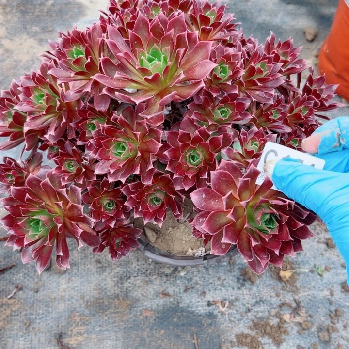 154凤凰多肉植物