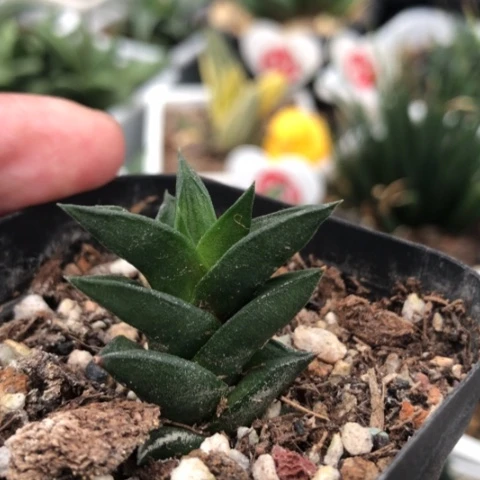 用****3顿叶龙城硬叶子板