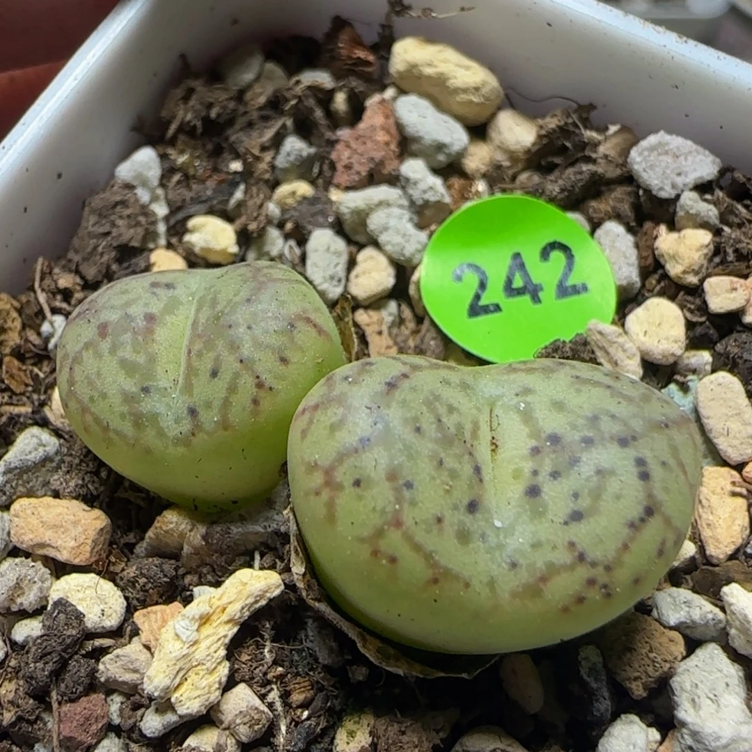 杂交漂亮多肉植物242