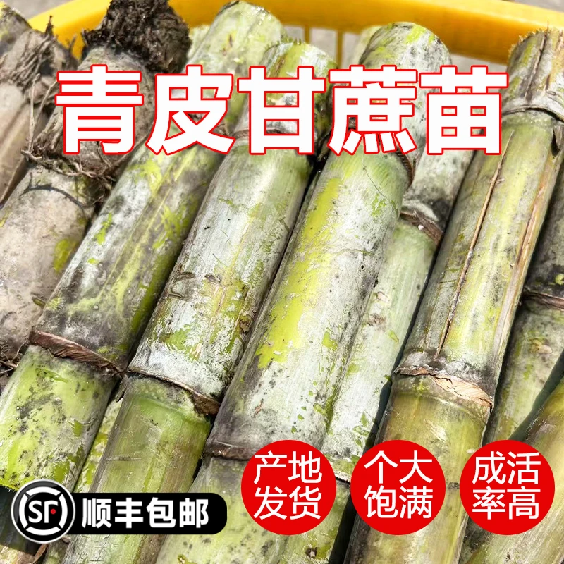 甘蔗种子种苗新鲜整切农家种产地直发当季杆子尾巴芽孢青皮
