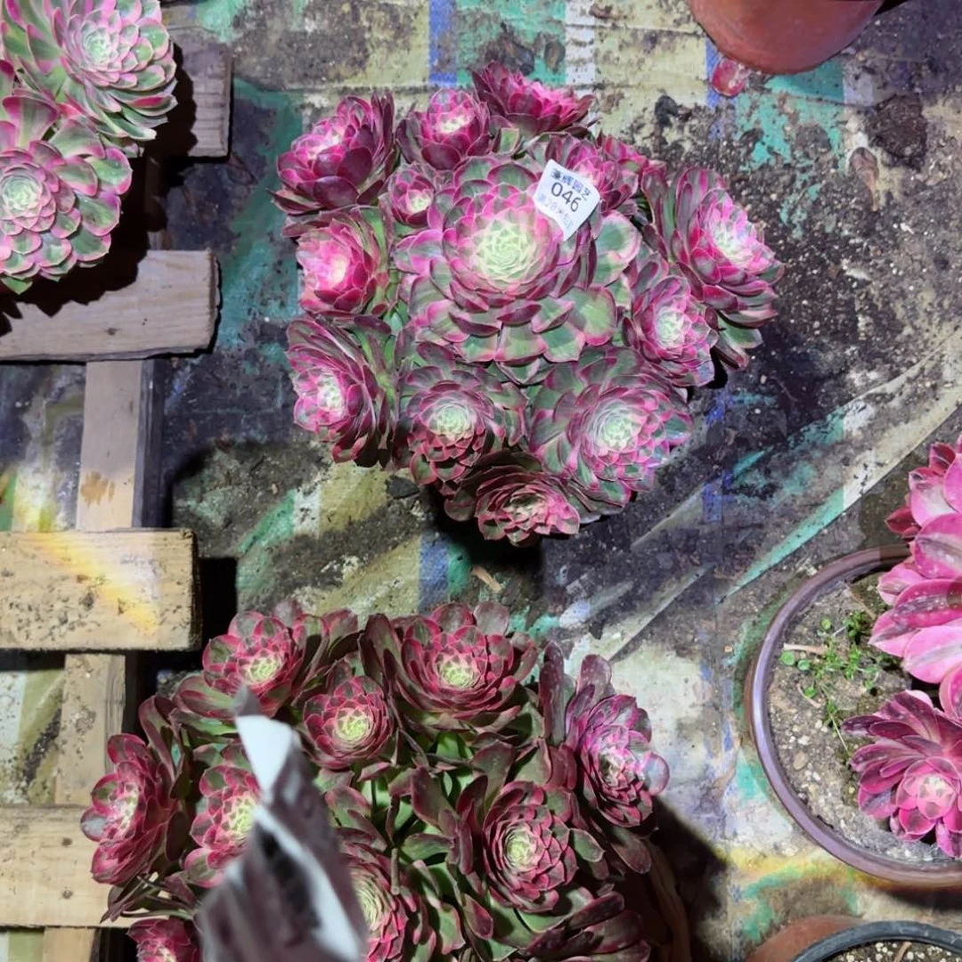 文**舞孔雀翎法师多肉046