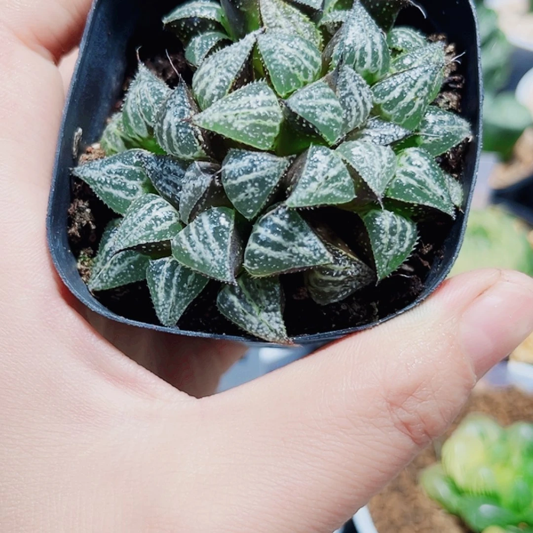 雪景色多肉植物6666666