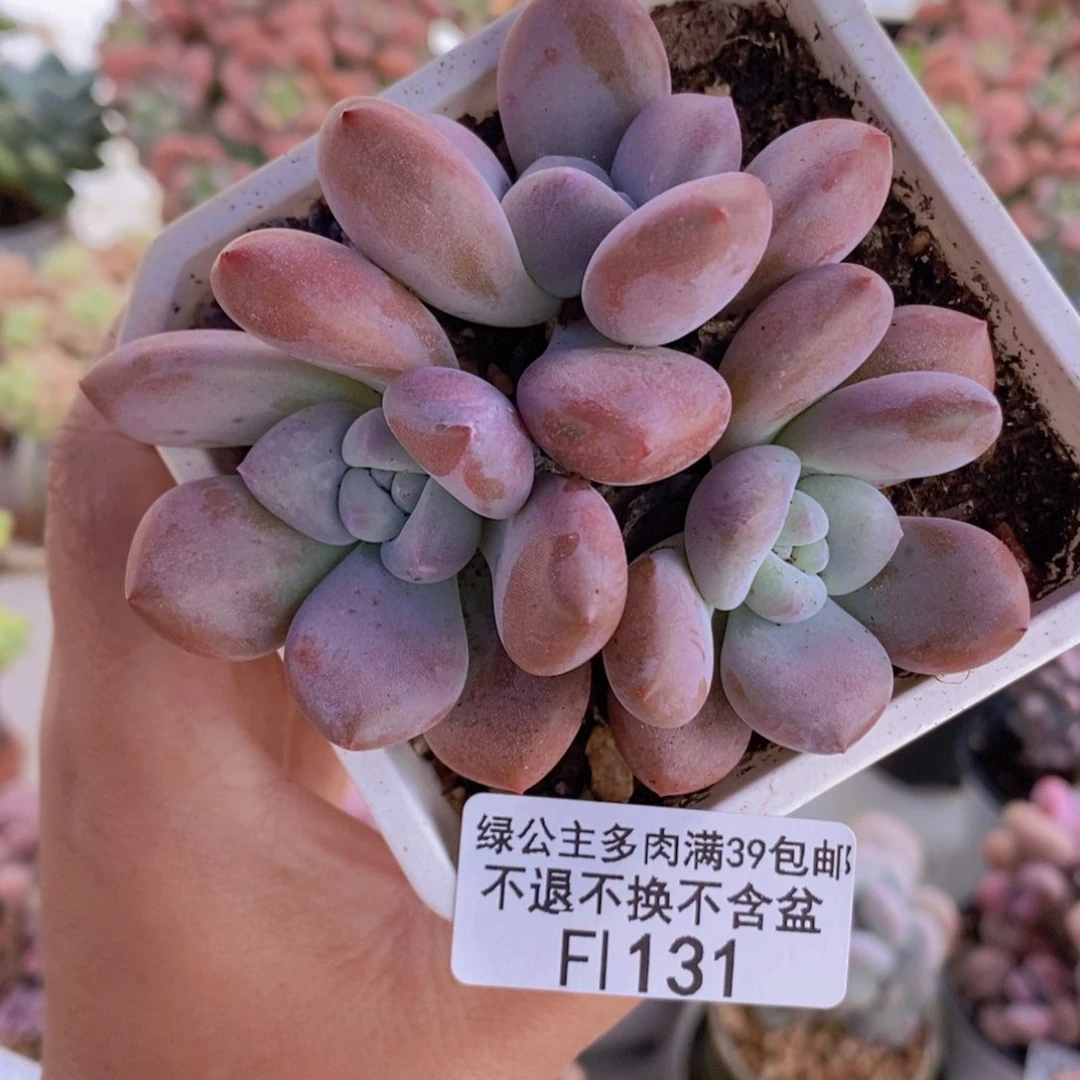 奥普琳娜9cm131多肉植物