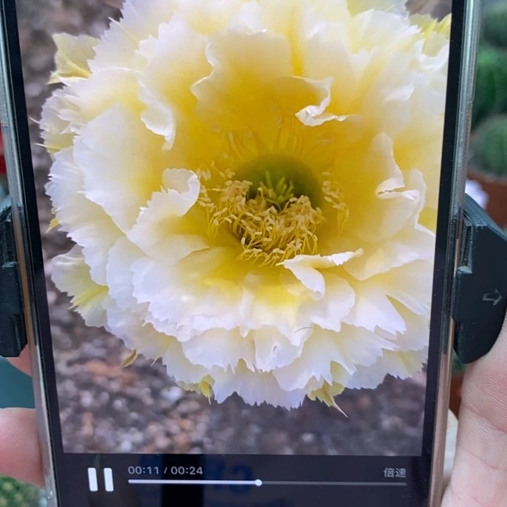 香香黄牡丹侧芽4公分左右