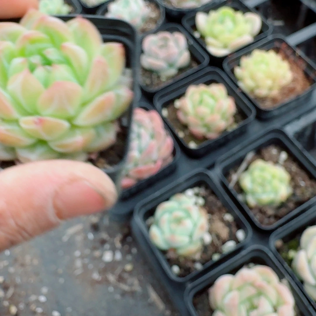 多肉杂交一物一拍26-53