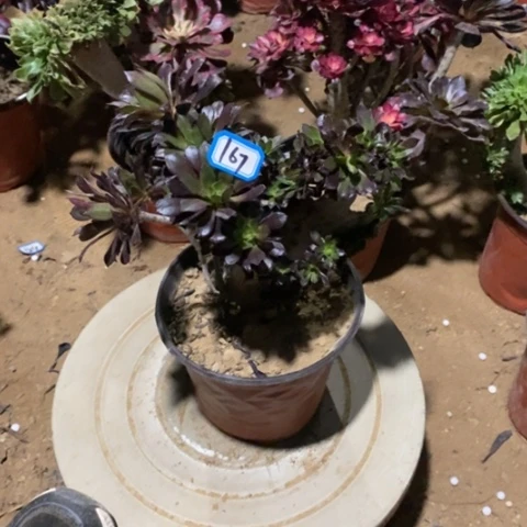 黑法师缀一物一拍