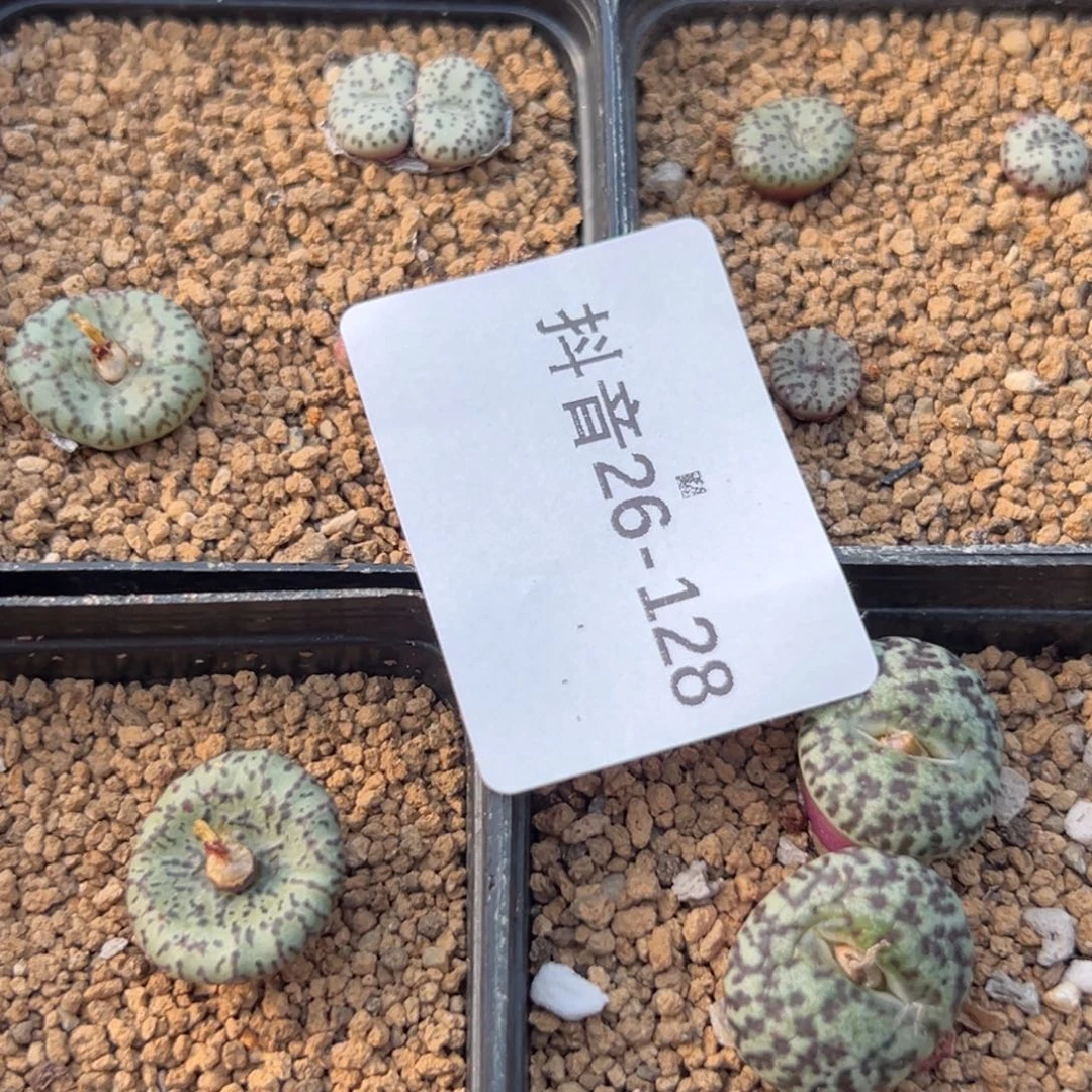 小***口26-128肉锥多肉植物，