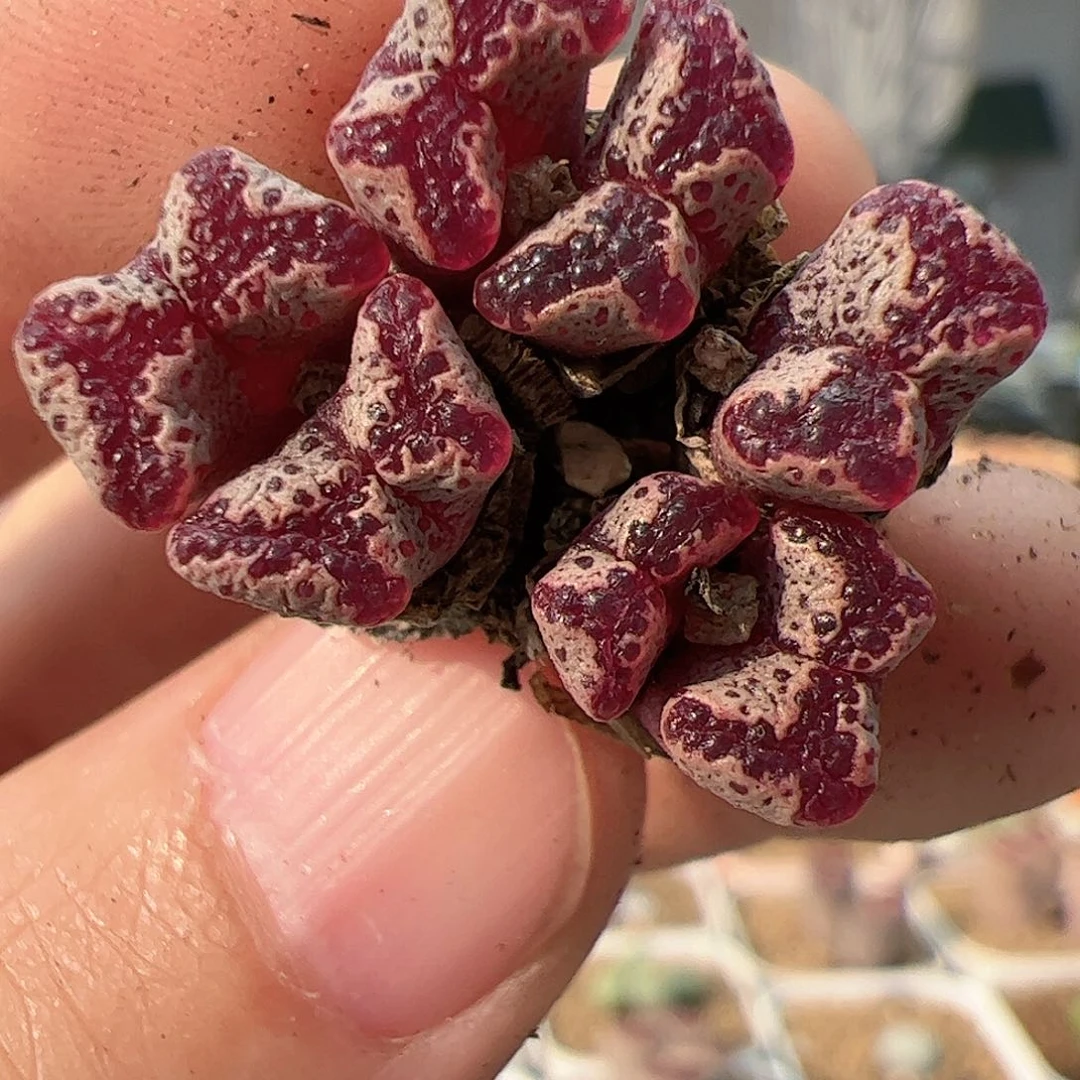 【闪购商品】242 粉蝴蝶