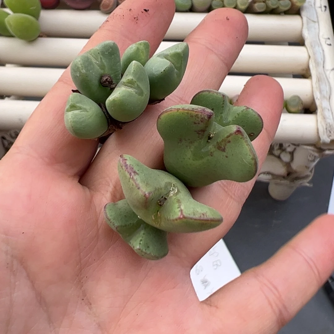 12.20好看的多肉脱土发货？355