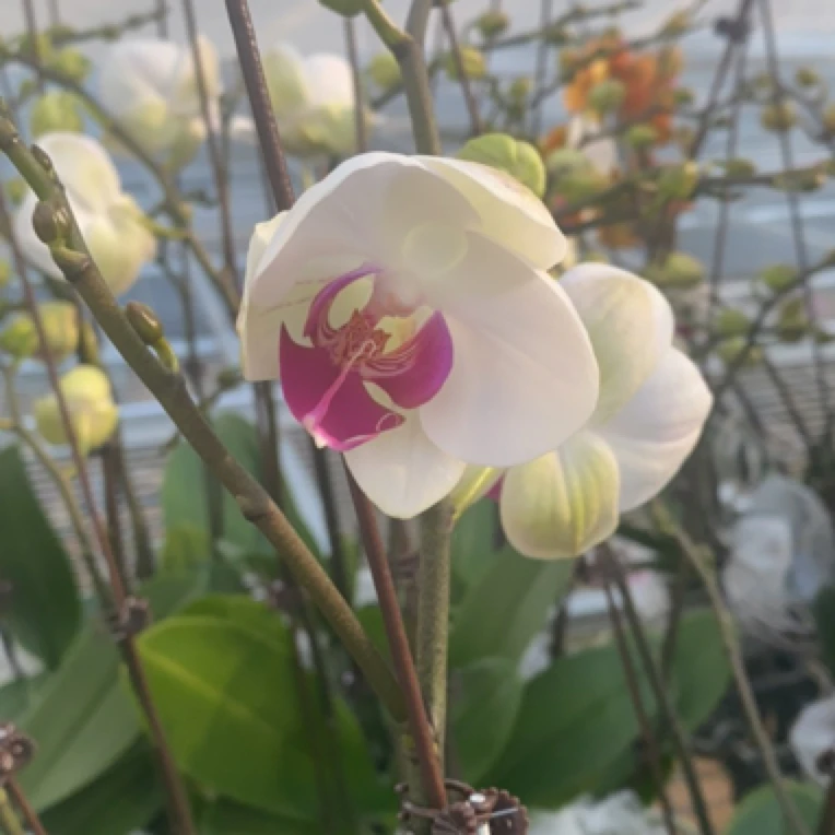 蝶兰小栈【红眸】精品蝴蝶兰基地直发