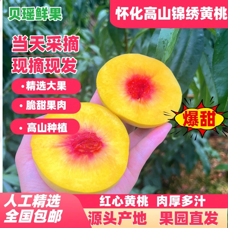 湖南怀化麻阳高山锦绣黄桃（大果）新鲜现摘香甜多汁孕妇水果现发