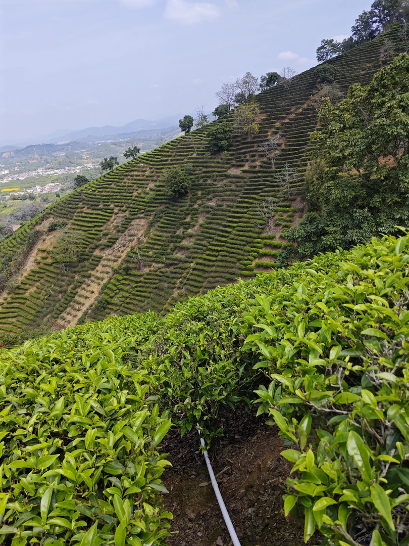 单丛茶乌龙茶，万能拍组合装