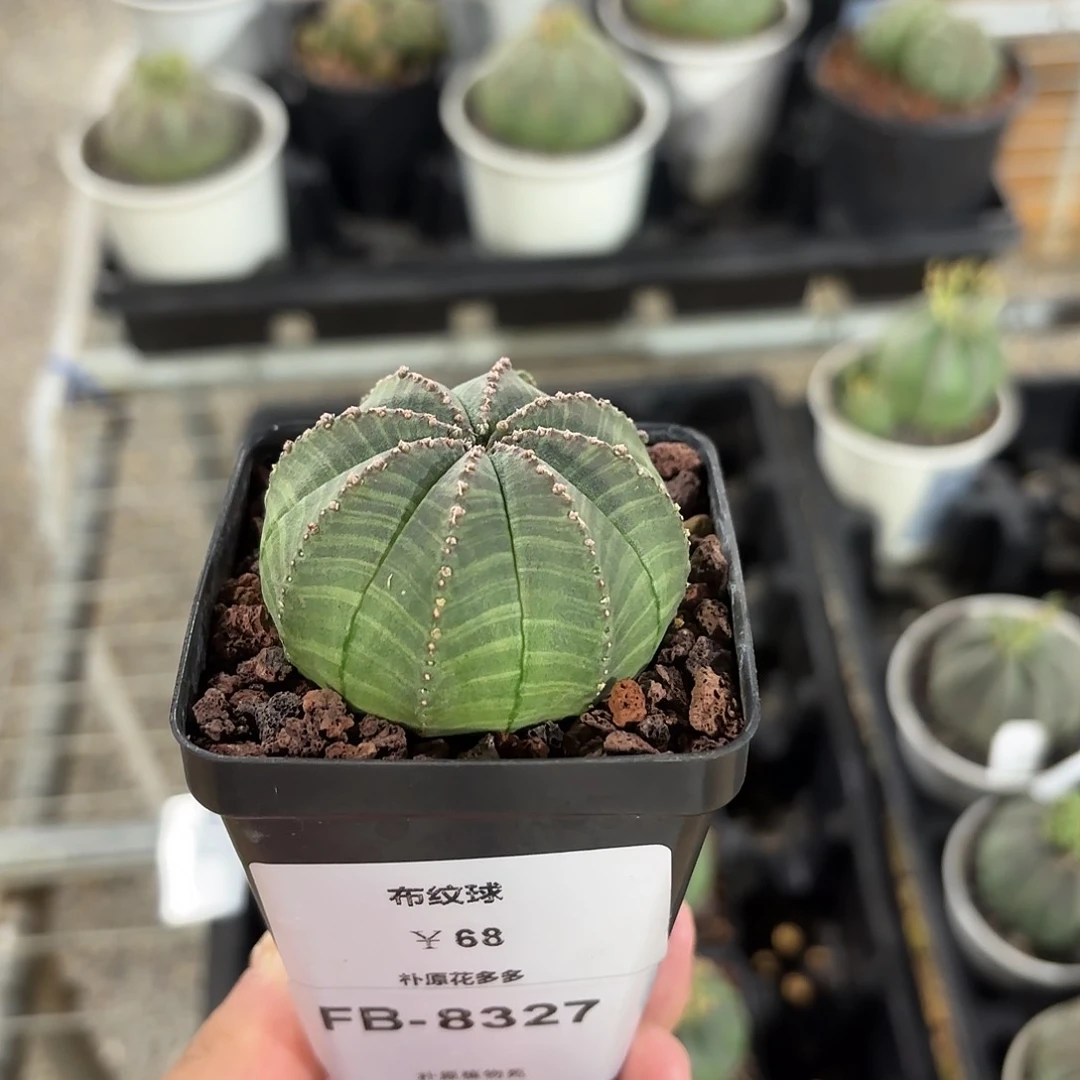 布纹球大戟FB-8327