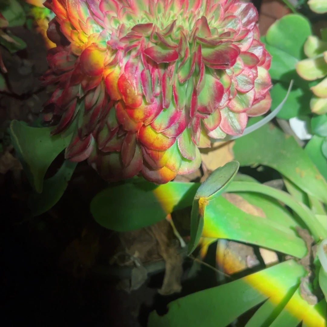 618 号多肉植物法师