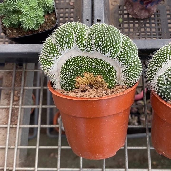 ?****༺伯克利和格蕾纳等著名音乐家