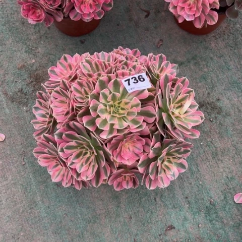 飞***花736粉女巫手捧多肉