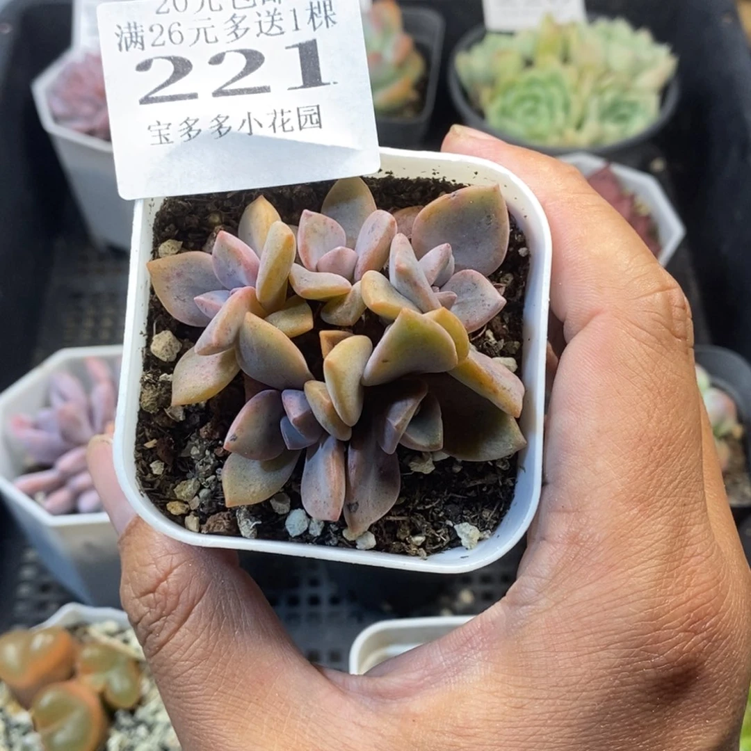 彩虹糖5头一物一拍满20元包邮满26送一颗