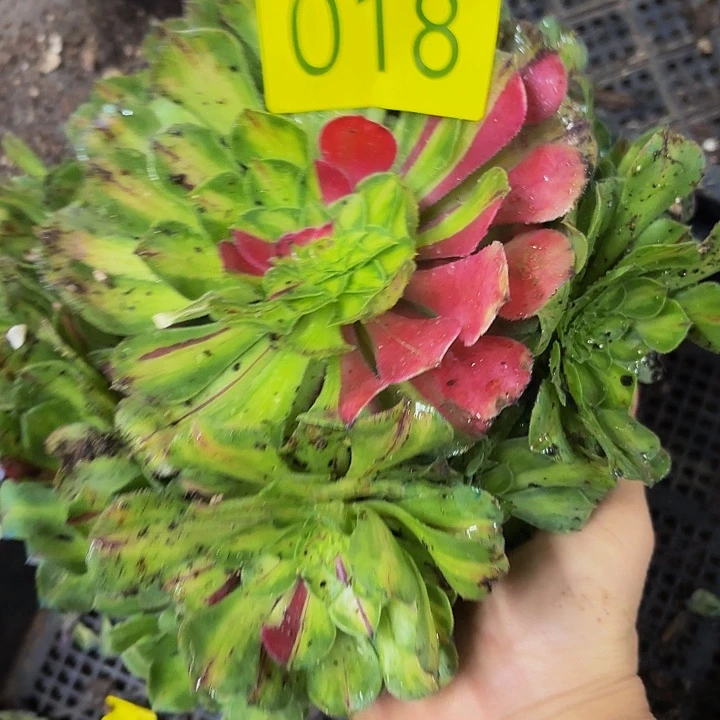 哈哈多肉葡萄福利多多 018