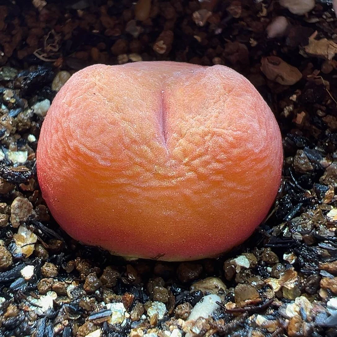 进口水蜜桃多肉174